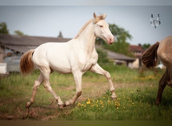 PRE, Jument, 2 Ans, 165 cm, Isabelle