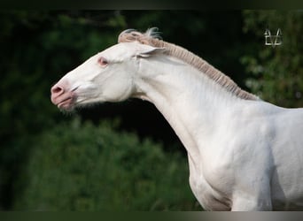 PRE, Jument, 2 Ans, 165 cm, Isabelle