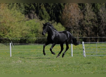 PRE Croisé, Jument, 2 Ans, 165 cm, Noir