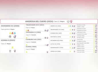 PRE Croisé, Jument, 2 Ans, 165 cm, Noir