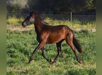 PRE, Jument, 2 Ans, 165 cm, Noir