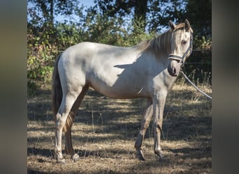 PRE, Jument, 2 Ans, 165 cm, Perle