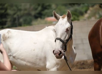 PRE Croisé, Jument, 2 Ans, 165 cm, Perlino