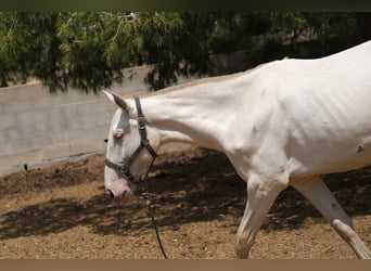 PRE Croisé, Jument, 2 Ans, 165 cm, Perlino