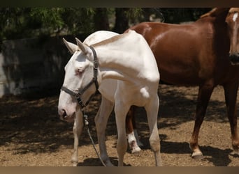 PRE Croisé, Jument, 2 Ans, 165 cm, Perlino