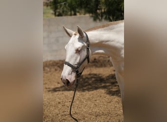 PRE Croisé, Jument, 2 Ans, 165 cm, Perlino