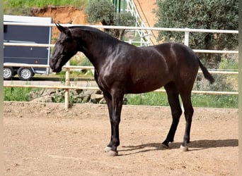 PRE Croisé, Jument, 2 Ans, 166 cm, Noir
