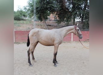 PRE, Jument, 2 Ans, 167 cm, Isabelle