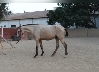 PRE, Jument, 2 Ans, 167 cm, Isabelle