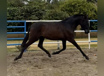 PRE, Jument, 2 Ans, 168 cm, Gris