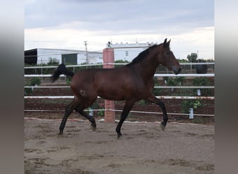 PRE Croisé, Jument, 2 Ans, 170 cm, Bai