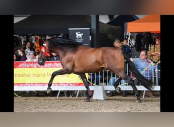 PRE, Jument, 2 Ans, Bai