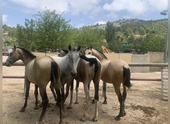 PRE, Jument, 2 Ans, Buckskin