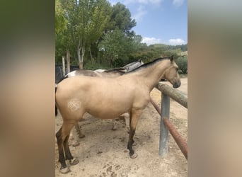 PRE, Jument, 2 Ans, Buckskin