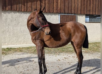 PRE Croisé, Jument, 2 Ans