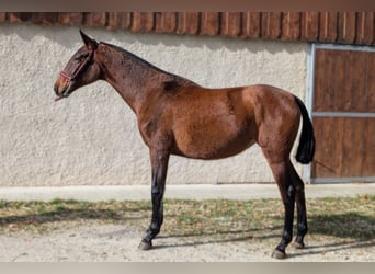 PRE Croisé, Jument, 2 Ans