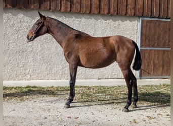 PRE Croisé, Jument, 2 Ans
