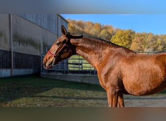 PRE Croisé, Jument, 2 Ans