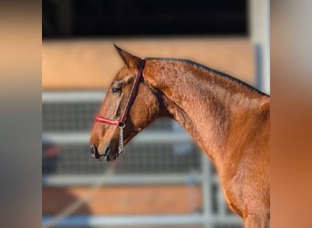 PRE Croisé, Jument, 2 Ans
