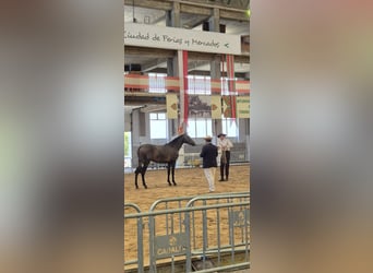 PRE Croisé, Jument, 2 Ans, Gris