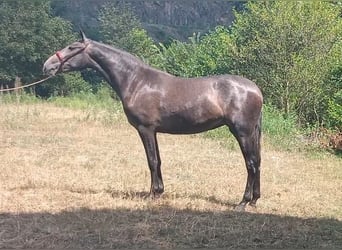 PRE Croisé, Jument, 2 Ans, Gris