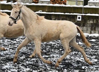 PRE, Jument, 2 Ans, Perlino