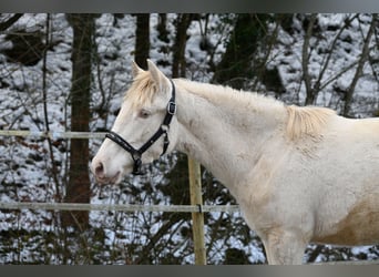 PRE, Jument, 2 Ans, Perlino