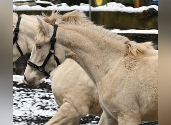 PRE, Jument, 2 Ans, Perlino