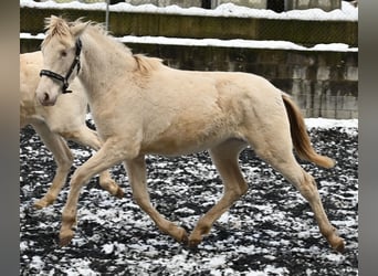 PRE, Jument, 2 Ans, Perlino