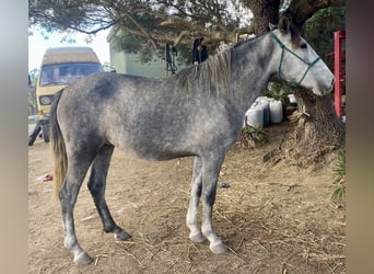 PRE Croisé, Jument, 3 Ans, 150 cm, Gris