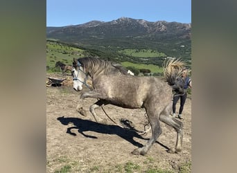 PRE, Jument, 3 Ans, 150 cm, Gris