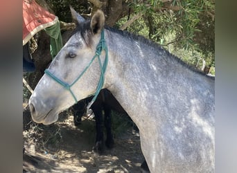 PRE, Jument, 3 Ans, 150 cm, Gris