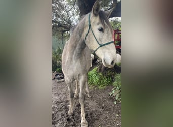 PRE, Jument, 3 Ans, 150 cm, Gris