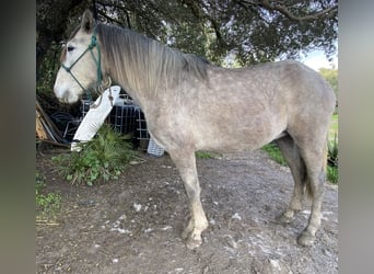 PRE, Jument, 3 Ans, 150 cm, Gris