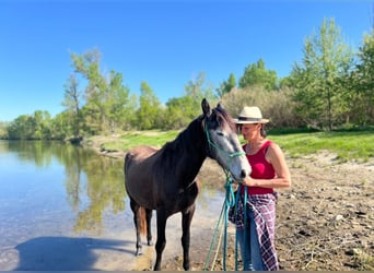 PRE Croisé, Jument, 3 Ans, 150 cm, Peut devenir gris