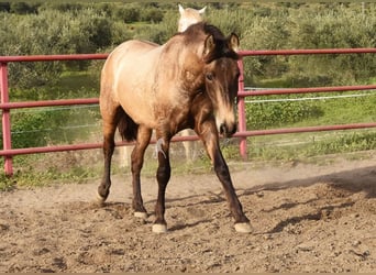 PRE, Jument, 3 Ans, 151 cm, Gris