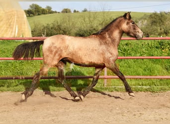 PRE, Jument, 3 Ans, 151 cm, Gris