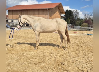 PRE Croisé, Jument, 3 Ans, 152 cm
