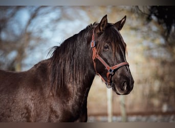 PRE Croisé, Jument, 3 Ans, 152 cm, Noir