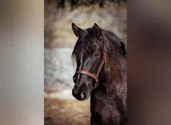 PRE Croisé, Jument, 3 Ans, 152 cm, Noir