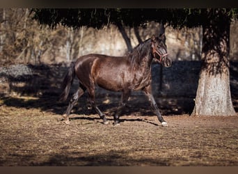 PRE Croisé, Jument, 3 Ans, 152 cm, Noir