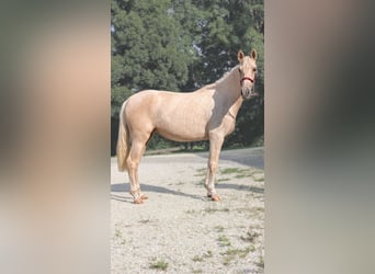 PRE Croisé, Jument, 3 Ans, 152 cm, Palomino