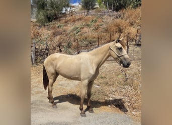 PRE Croisé, Jument, 3 Ans, 153 cm, Buckskin