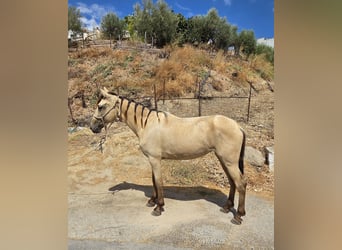 PRE Croisé, Jument, 3 Ans, 153 cm, Buckskin