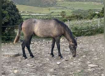 PRE Croisé, Jument, 3 Ans, 153 cm, Gris