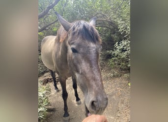 PRE Croisé, Jument, 3 Ans, 153 cm, Gris