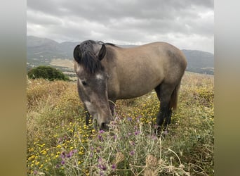 PRE Croisé, Jument, 3 Ans, 153 cm, Gris