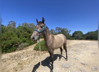 PRE Croisé, Jument, 3 Ans, 153 cm, Gris