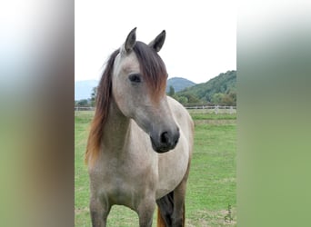 PRE, Jument, 3 Ans, 153 cm