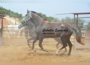 PRE Croisé, Jument, 3 Ans, 154 cm, Gris pommelé